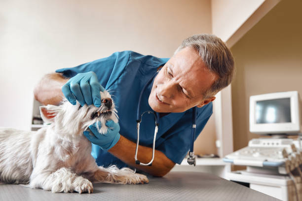 Best Mobile Emergency Dentist in Wasco, CA